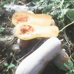 常年大量供应南瓜