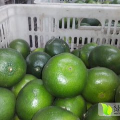 枝江温州密柑桔皮薄光亮 肉汁细腻无渣