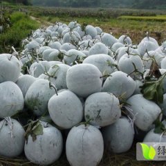 临颍黑优大冬瓜颜色亮 条形好 量大从优
