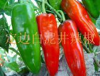 我处牛角王红辣椒已大量上市 质量优 价位低