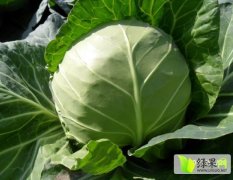 昌黎甘蓝大量供应 保质保量 欢迎新老客户采购