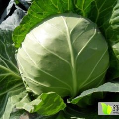 昌黎甘蓝大量供应 保质保量 欢迎新老客户采购