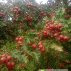 我种有三十几亩山楂，欢迎前来选购