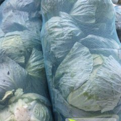 山东平度扁包菜 甘蓝量大质量好 价格便宜