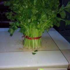 泾阳云阳吕亮9月美国西芹芹菜