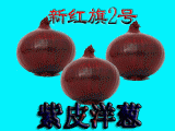 2014年甘肃红黄紫皮洋葱价格