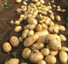 察右中旗土豆质量优 圆润光滑 大小均匀