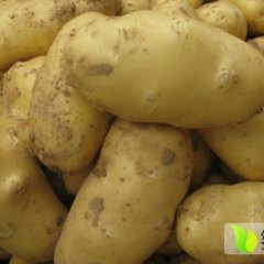 察右中旗土豆长势旺盛 薯形好 个头大