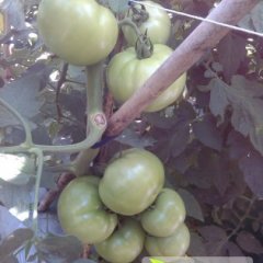 四川西红柿质量上乘 色彩亮丽 个头匀称