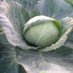 昌黎泥井镇卷心菜颜色鲜绿 欢迎前来收购