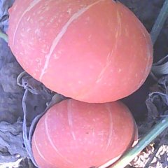 神池南瓜个头大 果实均匀 味甜口感好