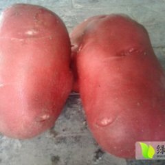 平川土豆口感爽口 味道香美 颜色鲜艳