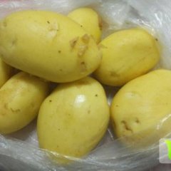 安定陇薯土豆黄皮黄肉 椭圆形 口感好