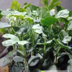 惠民出售西瓜苗 根系发达 缓苗快 品种齐全