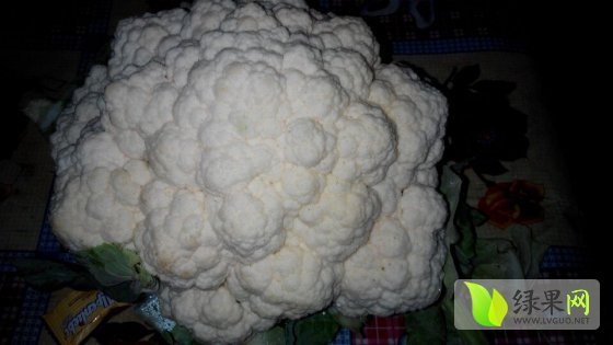 雪玉价格