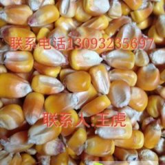 湖北钟祥玉米种植面积大 颗粒大 营养丰富