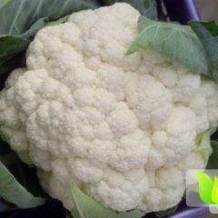 三原雪玲菜花色白 花瓷实 商品性强