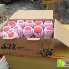 修武高山西红柿 品种优 质量好 果实成色好