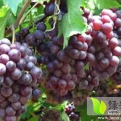宁河优等玫瑰香葡萄大量上市 口味香甜
