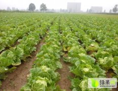 通许白菜品种好 颜色正 价格好商量