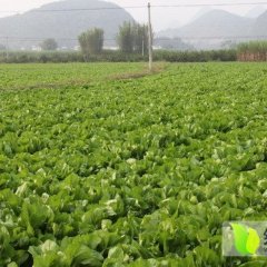 湖南宁远包心芥菜大量上市 纯天然绿色食品