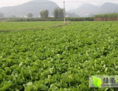 湖南宁远包心芥菜大量上市 纯天然绿色食品