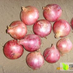 甘肃红皮洋葱大量供应 质量好 价格实惠