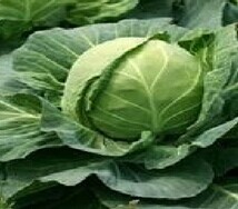 昌黎甘蓝颜色绿 无裂球 品质好