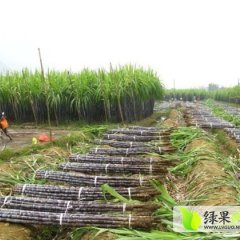 桂林甘蔗品质优良 脆甜可口 节长均匀