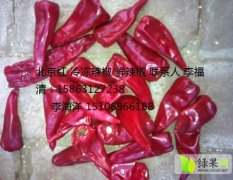 陵县鲜辣椒大量上市 质量好 价格低