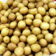 供应山东小土豆 欢迎前来洽谈收购