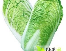 锦州大白菜无病虫害 质量好 价格低