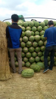 硒砂瓜价格