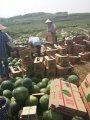 武鸣县花皮无子瓜逐步上市 欢迎前来收购