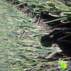 黑龙江北林长白大葱：红旗乡曾庆福