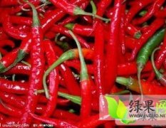 山西定襄辣椒品质优良 欢迎前来考察购买