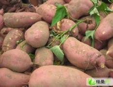 安徽蚌埠红薯种植面积大 品种齐全 质量高