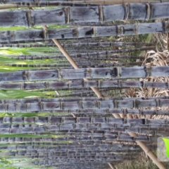 广东甘蔗清甜脆口 节长粗壮 蔗色饱和