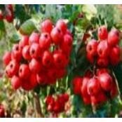 绛县大金星山楂个大色好 价格面议