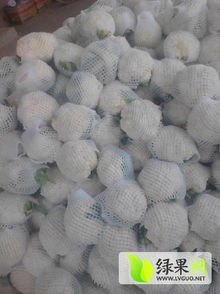 2014年河北永年有机菜花价格