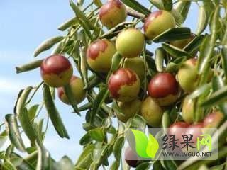 2014年山东沾化沾化冬枣价格