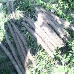 山东牡丹佛手山药：马岭岗刘帅一