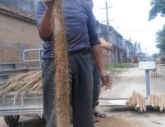 民權(quán)黃山藥已大量上市 質(zhì)量好 價格公道