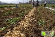 2014年吉林扶余尤金885土豆价格