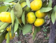 洋县柑橘现已上市 果面干净黄亮 口感适中