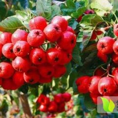 清河大金星山楂个头大 色泽好 无虫斑