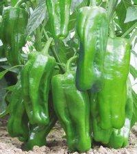 本人自家种植大量苏椒 价格详谈