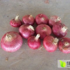 供应金乡库存聊城二红洋葱2000吨