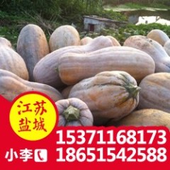 江苏盐城亭湖 金韩密本南瓜 9月 就要上市了