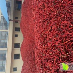 甘肃美国铁板辣椒品质好 色泽艳丽